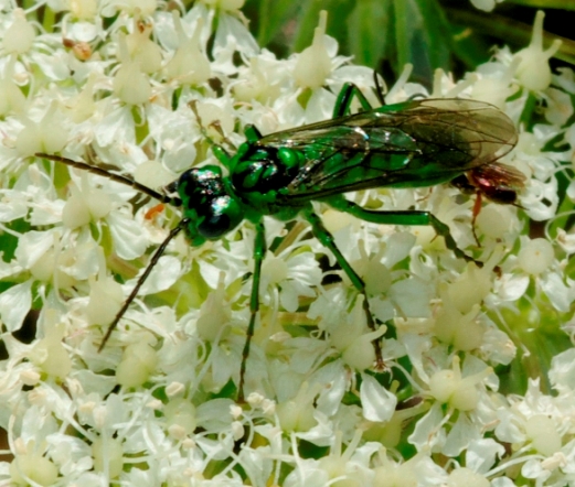 Imenottero verde: Rhogogaster sp. (Tenthredinidae)